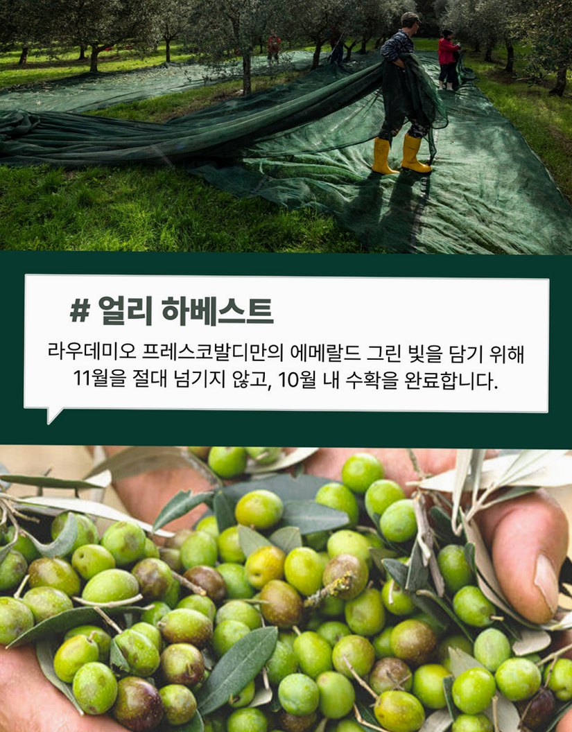 라우데미오 프레스코발디 올리브오일 500ml 엑스트라버진 이탈리아 압착 올리브유