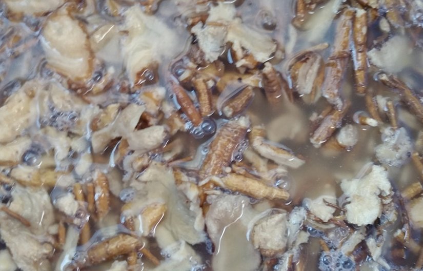 부여 유기농 깐밤 1kg 250g 4ea 생율밤 알밤