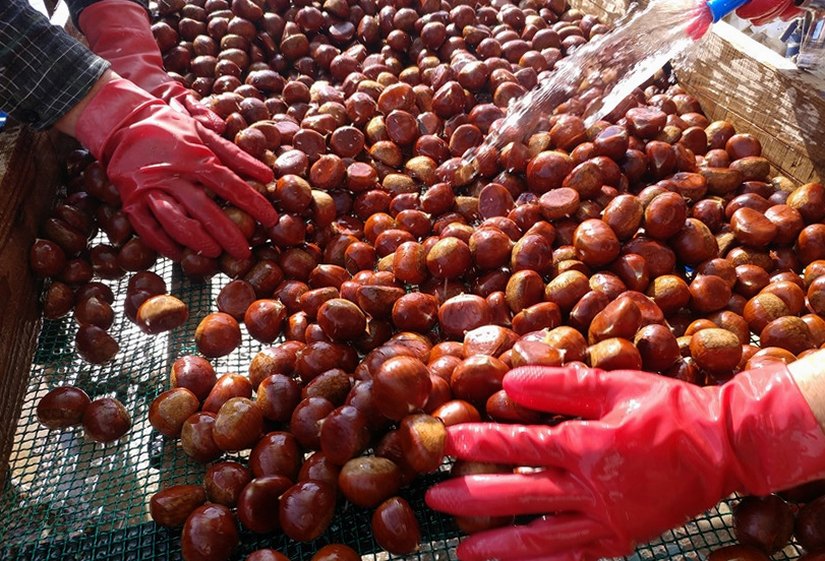 부여 유기농 깐밤 1kg 250g 4ea 생율밤 알밤