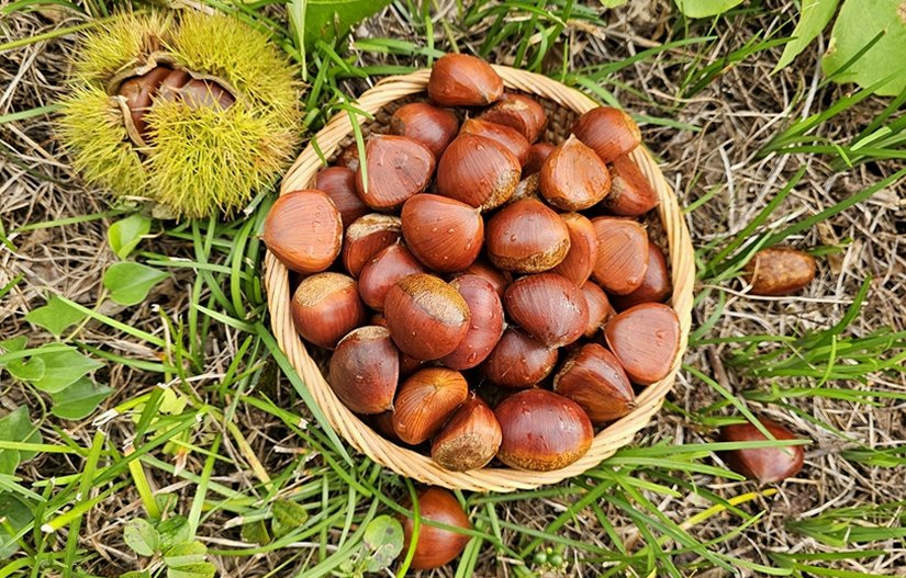 부여 유기농 깐밤 1kg 250g 4ea 생율밤 알밤